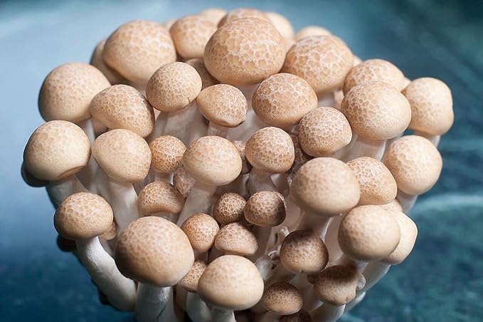 12 Jars Mushroom Growing Kit Ultimate Fast Automated Cultivation Equipment