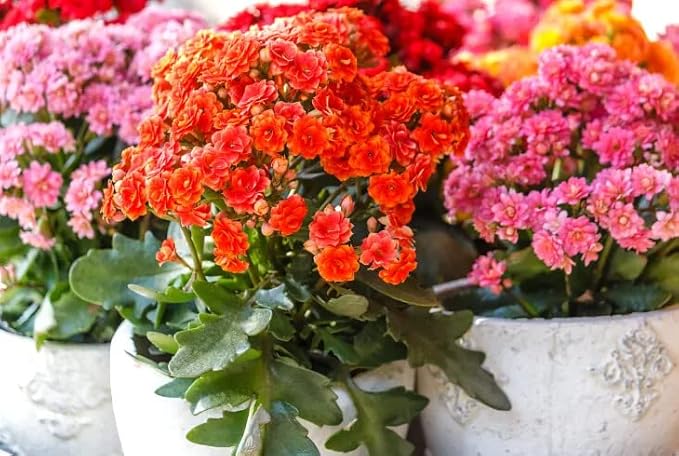 Gardenera Kalanchoe Plant Premium Potting Mix - Unleash The Full Potential of Your Plants with The Best Mix Available - 5 Quart