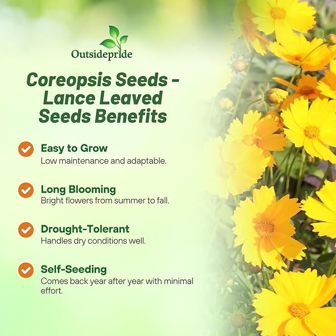 Outsidepride Lance-leaved Coreopsis Seeds - 5000 Pcs Perennial, Humidity & Drought Tolerant Flower Seeds for Planting Clumping Vibrant Golden Blooms, Ideal for Xeriscaping and Low Maintenance Gardens
