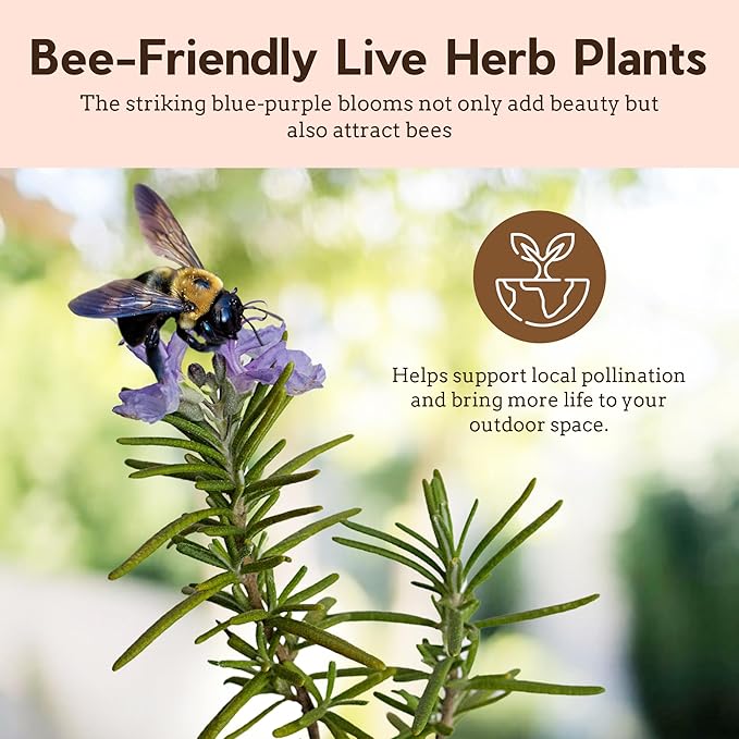 My Shelfie - Rosemary Plant Starter, Aromatic Rosemary Plants Live in 2-Inch Pot, Live Plants 2-3 Inch Tall, Blue-Purple Rosemary Herb Plants, Bee-Friendly, 3 Pieces, Green