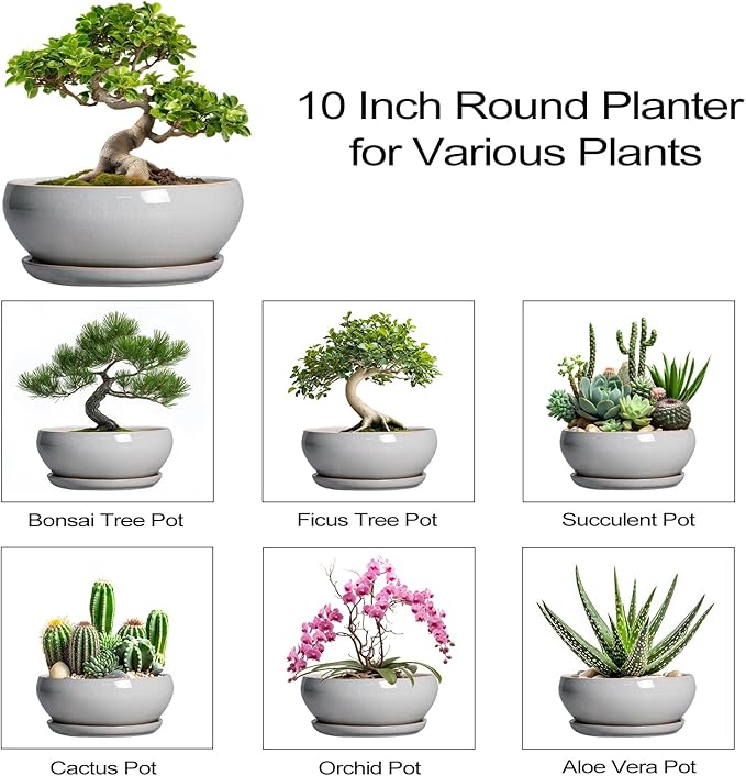 SQOWL Bonsai Pots - 10 Inch Ceramic Succulent Pots with Drainage Hole and Saucer, Large Shallow Indoor Planter, Bowl Round Planter Outdoor, Living Room Decor, Plant Lover Gifts, Gray