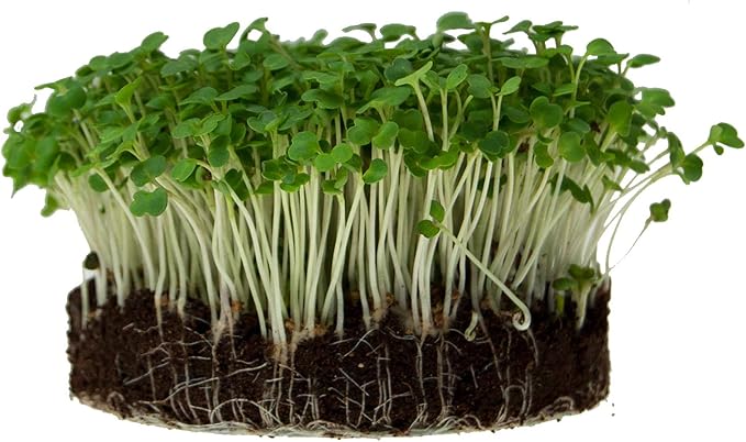 1 Lb Non-GMO Arugula Vegetable Seeds for Outdoor Garden and Indoor Salad Microgreens - Mountain Valley Seed Company Non GMO Arugula Microgreens Seeds for Micro Greens Seed Kit & Micro Greens Seed Mix
