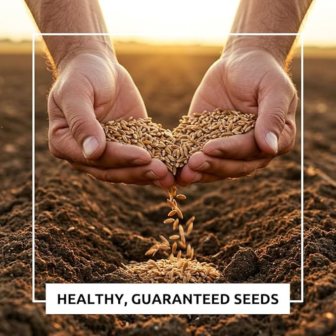 SoilBoost 10-Variety Cover Crop Blend - No-Till Seed Mix - Winter Rye, White Clover, Austrian Winter Peas, Triticale, Crimson Clover, CowPeas, Daikon Radish, Purple Turnips, Wheat, Oats, (10 Pounds)
