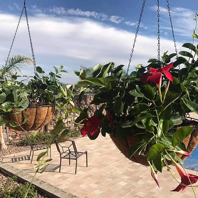 Outdoor Metal Hanging Planters Basket (2pack, 12 inch) Hanging Baskets for Plants Chain Round Wire Plant Holder with Coco Fiber Liners for Garden, Patio, Deck, Porch(Flower Border)