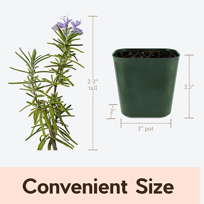 My Shelfie - Rosemary Plant Starter, Aromatic Rosemary Plants Live in 2-Inch Pot, Live Plants 2-3 Inch Tall, Blue-Purple Rosemary Herb Plants, Bee-Friendly, 1 Piece, Green