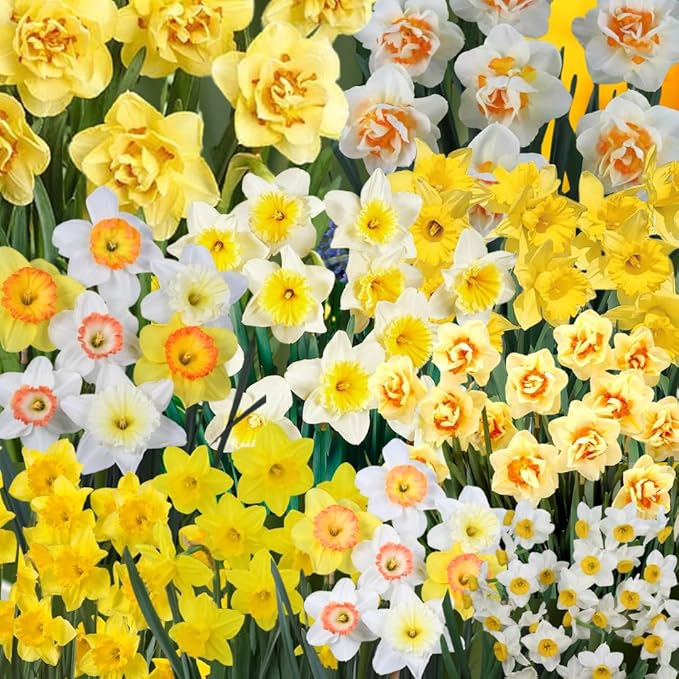 Set 30 Daffodil Bulls for Planting, Top Size Narcissus Flower Bulbs, Perennial Spring Flowers, Cold Hardy, Ideal for Gardens, Pots and Landscaping (Mixed Daffodil)