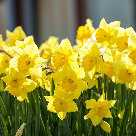Set 30 Daffodil Bulls for Planting, Top Size Narcissus Flower Bulbs, Perennial Spring Flowers, Cold Hardy, Ideal for Gardens, Pots and Landscaping (Bright Yellow)