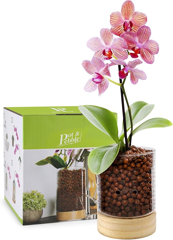 Pot & Pebble - C3 Glass Planter with Wooden Base - Indoor Glass Planter with Water Level Control Holes - Grow Plants in LECA Clay Pebbles