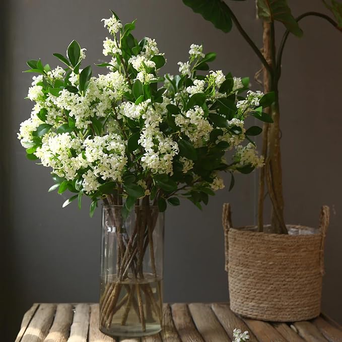Night Blooming Jasmine Live Plant - Cestrum Nocturnum. Fragrant Flowering Shrub for Garden, Patio or Window (2 ngt.jas sacs)
