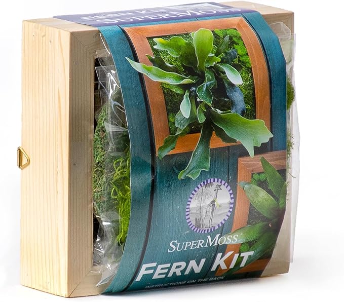 SuperMoss (90471) Mounted Fern Kit DIY - Create Your Own Living Wall Art, Customizable Wooden Frame with Moss, Ideal for Indoor & Outdoor Plant Decor, Kitchen, Balcony, & Home Office, 6” x 6”, Natural