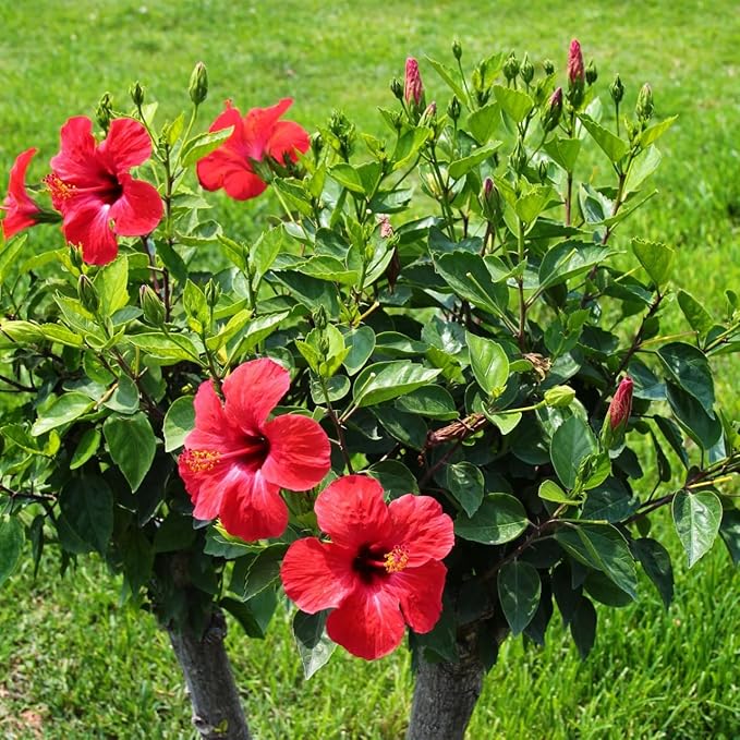 Red Hibiscus. rosa-sinensis. Live Plant - Tropical Blooming Hibiscus, Pretty Flowers, Used in Tea and Juice (4 red Hibiscus Cups)