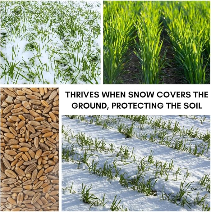 Over Winter Cover Crop Blend - Rye and Wheat Blend - Great for Adding Nutrients, Weed Supression and Building Soil (5 Pounds)
