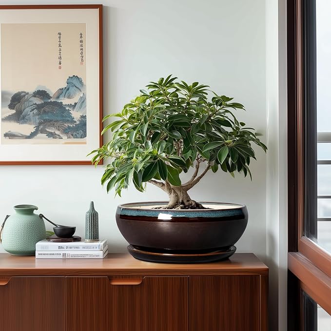 SQOWL Bonsai Planter 12 Inch - Ceramic Succulent Pots Large, Round Shallow Plant Pots Indoor with Drainage Hole and Saucer, Bowl Planter Outdoor for Flower, Room Decor, Housewarming Gifts, Blue-Brown