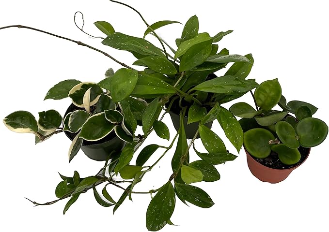 Hoya Assortment - 3 Pack in 4" Pots