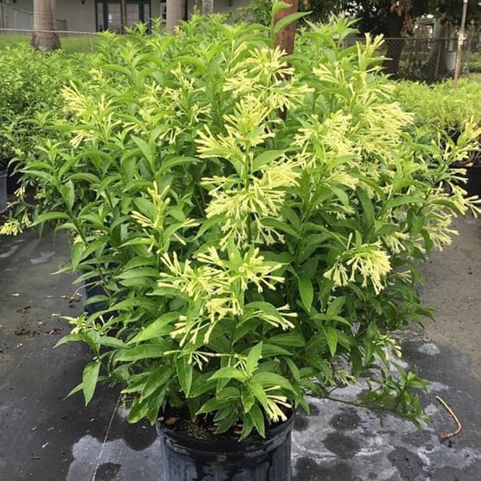 Night Blooming Jasmine Live Plant - Cestrum Nocturnum. Fragrant Flowering Shrub for Garden, Patio or Window (2 ngt.jas sacs)