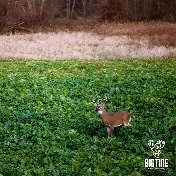 Big Tine Food Plot Mix, Deer Attractant, Peas and Tubers, 8 lbs Bag, Fall/Winter Annual, Contains Early Season Forage and Winter Peas