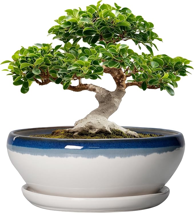 SQOWL Bonsai Tree Pots - 12 Inch Ceramic Succulent Planters, Large Bonsai Pot with Drainage Hole and Tray, Shallow Planter Indoor Outdoor, Bowl Round Planter, Home Decor, Plant Lover Gift, Blue-Beige