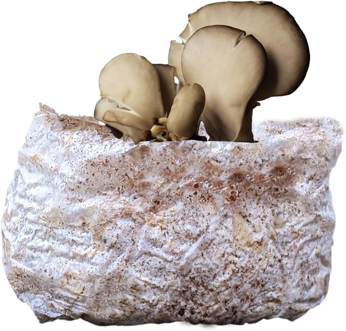 Co2 Boost Self-Activated Mushroom Grow Bag for Plants, Grow Rooms & Tents 2.0