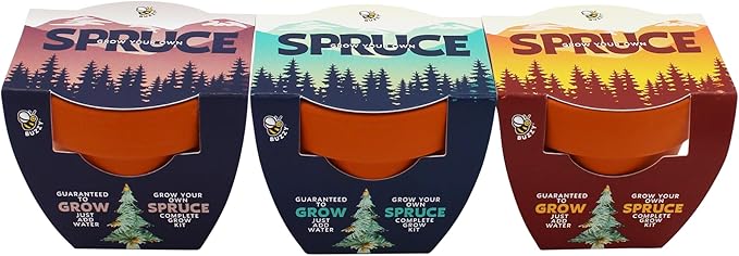 BUZZY Seeds Holiday Spruce Tree 12 Pack Mini Terracotta Grow Kits Includes All You Need to Sprout Evergreens, a Fun Stocking Stuffer, Party Favor or Corporate Gift