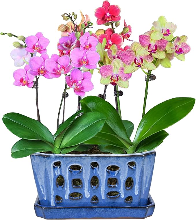 W&W Orchid Pot with Holes, Garden Pot for Orchid, Plant and Flower Pots Indoor Outdoor,White and Blue,9 Inches
