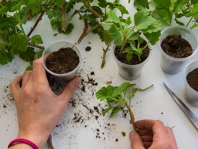 Premium Plant Propagation Potting Mix by Gardenera: Pre-Mixed and Ready to Use for Convenient Propagation - 2 Quart