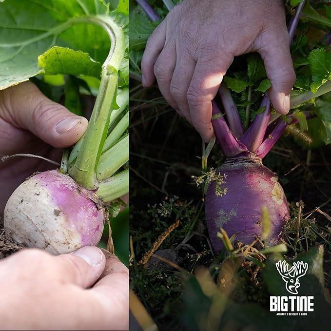 Big Tine Food Plot Mix, Deer Attractant, Advantage Turnips, 3 lbs Bag, Fall/Winter Annual, Extremely Versatile, Drought Resistant