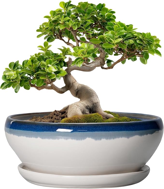 SQOWL Bonsai Pots - 10 Inch Ceramic Pots for Succulents Indoor Outdoor, Shallow Planter with Drainage Hole and Saucer, Round Succulent Planters Bowl, Kitchen Decor, Housewarming Gifts, Blue-Beige