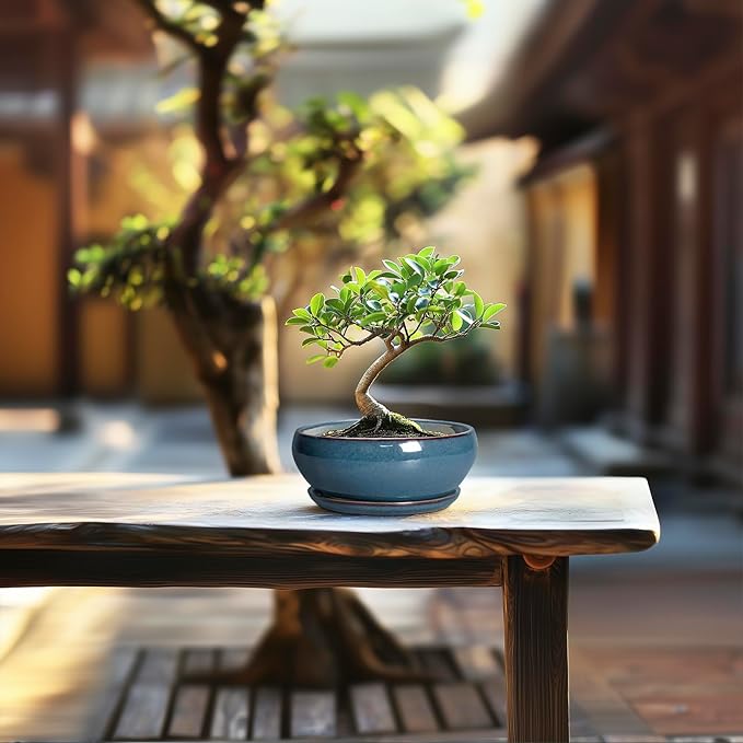 SQOWL Succulent Pots - 6 Inch Ceramic Bonsai Pots, Shallow Planter with Drainage Hole and Saucer, Modern Round Planter for Indoor Plants Outdoor, Flower Cactus Pot, Home Decor, Plant Lover Gift, Blue