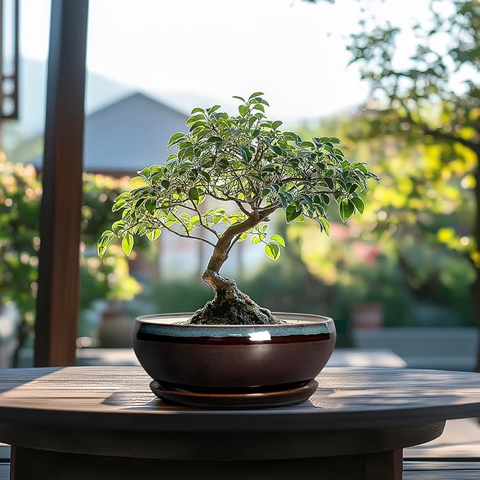 SQOWL Succulent Planters 8 Inch - Ceramic Bonsai Pots with Drainage Hole and Ceramic Saucer, Round Shallow Planter for Indoor Plant, Bowl Planter Outdoor, Desk Decor, Gift for Plant Lover, Blue-Brown