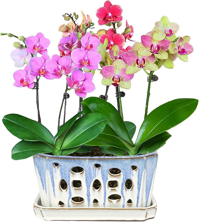 W&W Orchid Pot with Holes, Garden Pot for Orchid, Plant and Flower Pots Indoor Outdoor,Blue and White,9 Inches