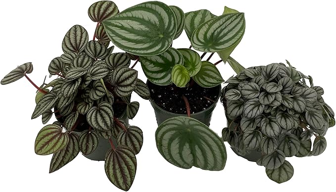 Peperomia Assortment - 3 Pack in 4" Pots