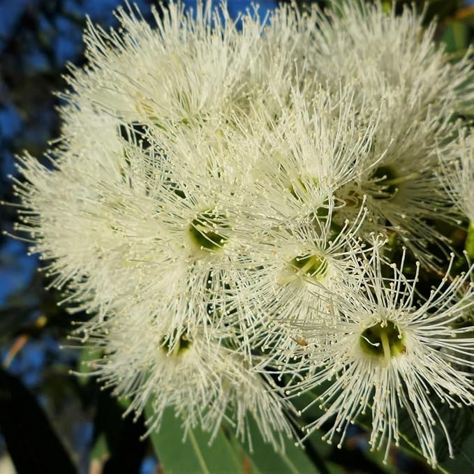 Lemon Eucalyptus (Corymbia citriodora) Live Plant - Fragrant Indoor/Outdoor Plant with Natural Insect Repellent Citronella Oil (4 eucal-Lemon sacs)