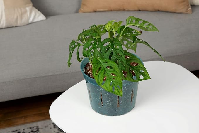 Monstera Imperial Houseplant Potting Soil Mix by rePotme - Junior Bag (4 Quarts)