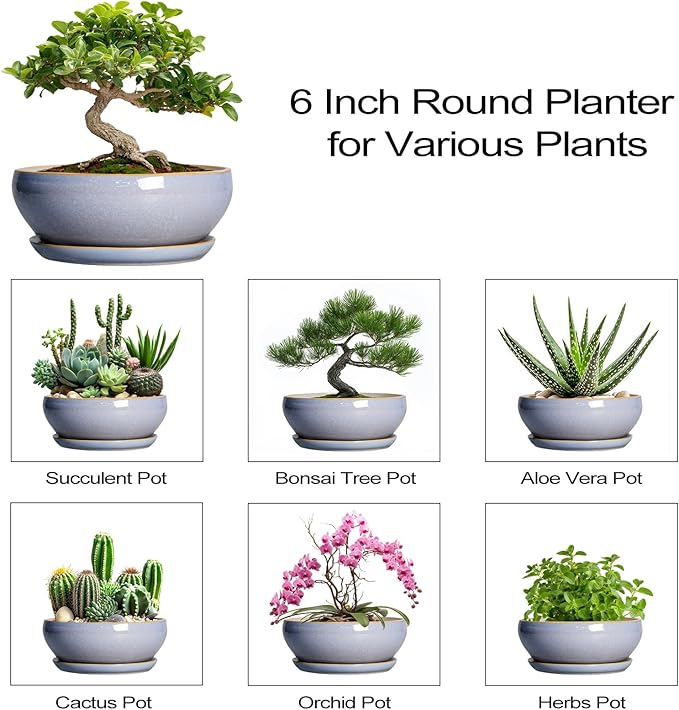 SQOWL Bonsai Tree Pots Small - 6 Inch Ceramic Succulent Planters with Drainage Hole and Saucer, Shallow Pot for Indoor Outdoor, Round Cactus Planters, Living Room Decor, Gifts for Plant Lover, Blue