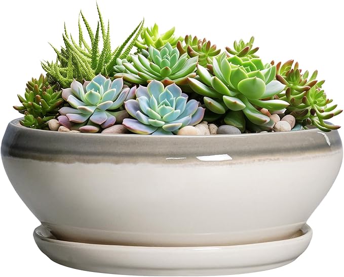 SQOWL Large Succulent Planters - 12 Inch Ceramic Bonsai Pots with Drainage Hole and Saucer, Shallow Round Planter for Indoor Plants, Bowl Planter Outdoor, Living Room Decor, Birthday Gift, Gray-Beige