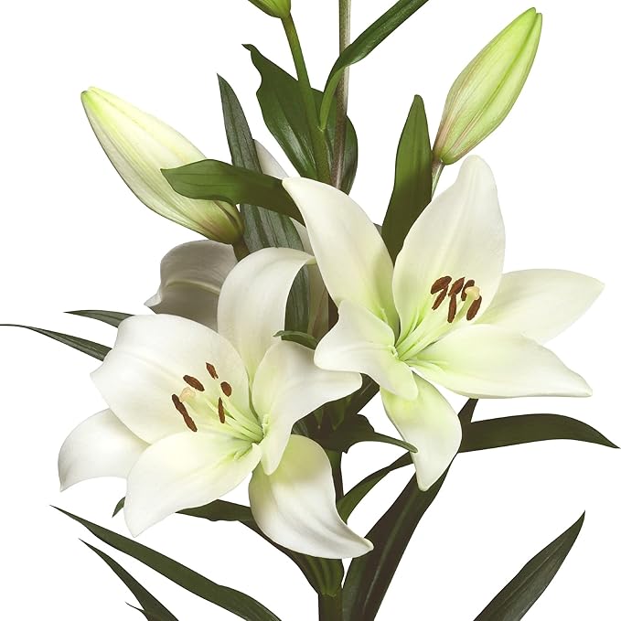 Easy to Grow Lilium Asiatic Lily 'White' Plant Bulbs (3 Pack) - White Flowering Blooms in Summer Gardens