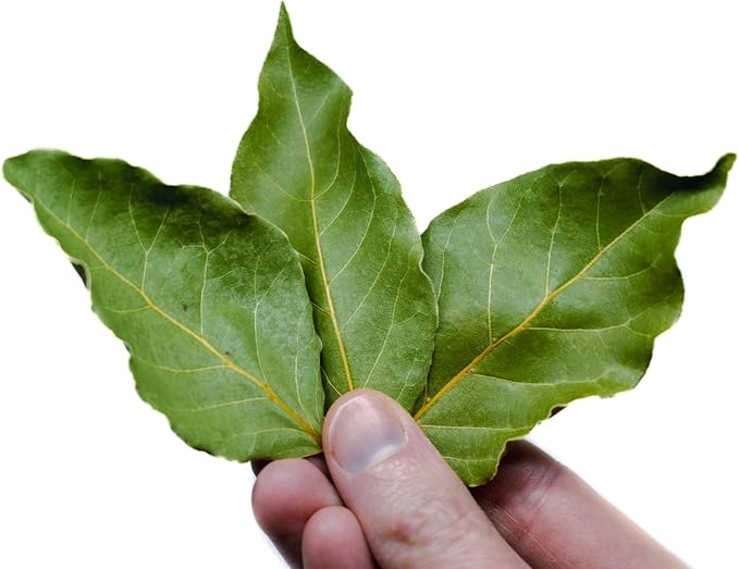 Bay Laurel Herb - Laurus nobilis - 4.33" Pot - Live Plant