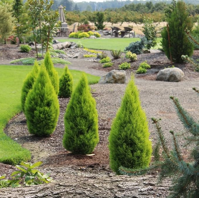 Lemony Christmas Tree. Lemon Cypress 'Goldcrest' (Cupressus Macrocarpa) - Vibrant Yellow-Green Foliage, Citrus Scent, Indoor/Outdoor (4 Cypress-Lemon Cups)