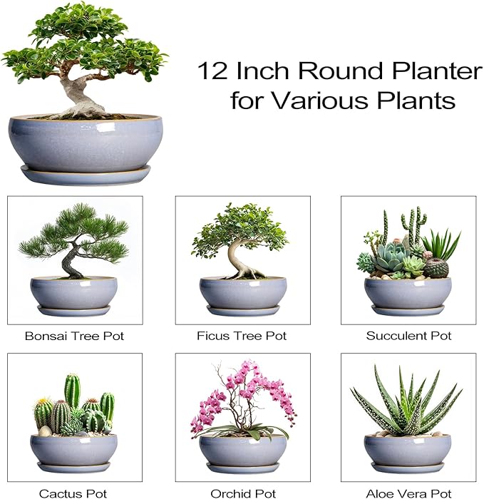 SQOWL 12 Inch Bonsai Pots - Shallow Ceramic Planter for Indoor Plants Outdoor, Large Succulent Pots with Drainage Hole and Saucer, Round Planter Bowl, Porch Decor, Gifts for Plant Lover, Blue