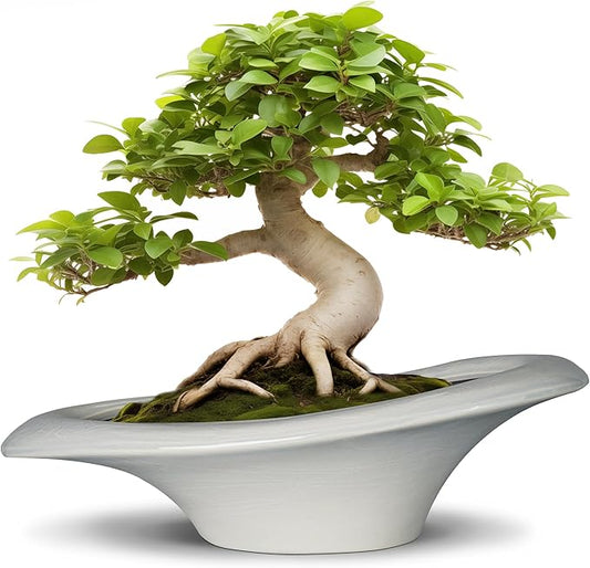 Bonsai Pots 18 Inch - Ceramic Succulent Pots with Drainage Hole Decorative Plant Pot Indoor Large Outdoor Planter Modern Flower Pot for Home Garden Room Decor Gray