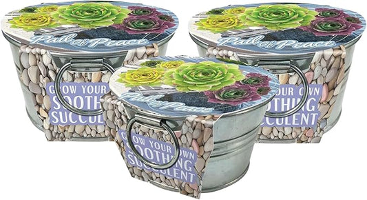 Grow Your Own Succulents Plant Seeds 3-Pack, DIY Indoor Succulents and Live Plants for Home or Garden Planting, Pail of Peace