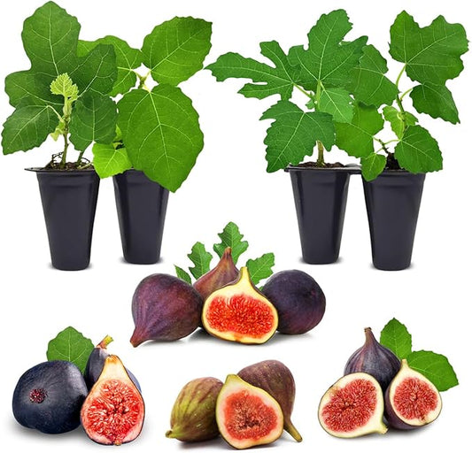 Fig Tree. Set of 4 Starter Live Plants (Collection)