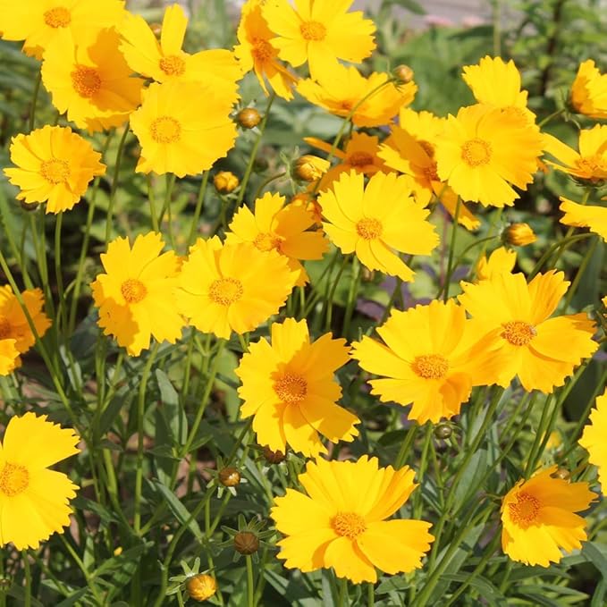 Outsidepride Lance-leaved Coreopsis Seeds - 5000 Pcs Perennial, Humidity & Drought Tolerant Flower Seeds for Planting Clumping Vibrant Golden Blooms, Ideal for Xeriscaping and Low Maintenance Gardens