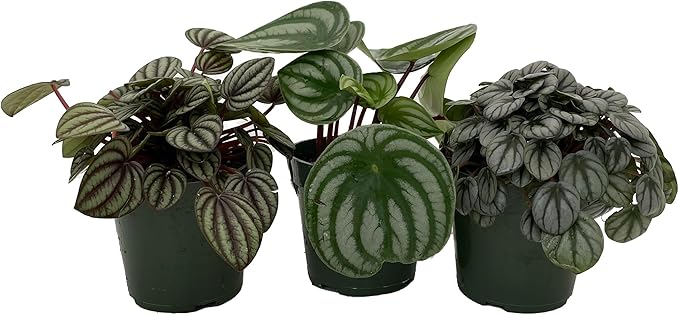 Peperomia Assortment - 3 Pack in 4" Pots