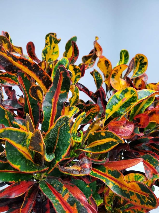 Croton Mammy Plant Live - 3 Gallon Pot - Overall Height 24" to 28" - Tropical Plants of Florida…