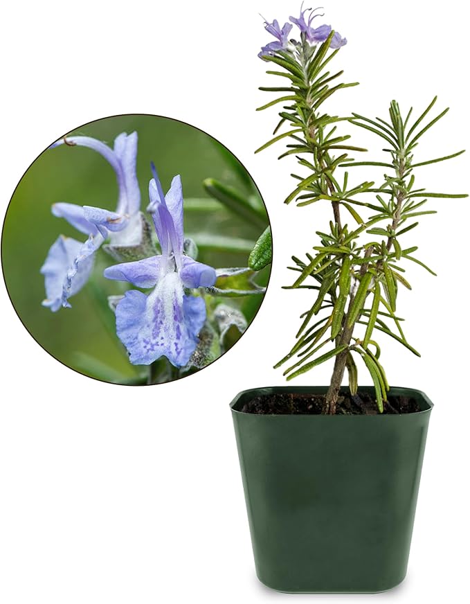 My Shelfie - Rosemary Plant Starter, Aromatic Rosemary Plants Live in 2-Inch Pot, Live Plants 2-3 Inch Tall, Blue-Purple Rosemary Herb Plants, Bee-Friendly, 3 Pieces, Green
