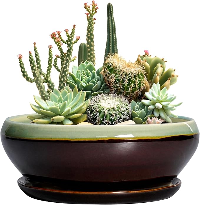 SQOWL Succulent Planters 10 Inch - Ceramic Bonsai Pots with Drainage Hole and Saucer, Shallow Indoor Planter, Round Succulent Pot, Bowl Planter Outdoor, Porch Decor, Gift for Plant Lover, Green-Brown