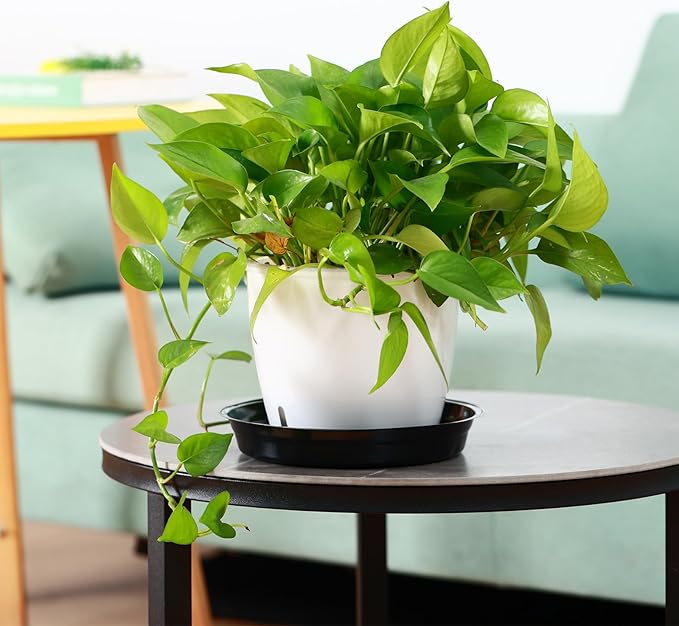 20 Packs 4 Inches Small Black Plant Saucers for Indoor Outdoor Use Heavy Duty Plastic Plant Trays for Planter Bulk Flower Pot Drip Trays to Catch Water, 4 to 20 Inch
