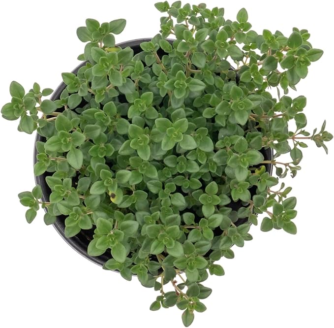 1 Live Lemon Thyme Plant (Thymus Citriodorus) – Aromatic Perennial Herb, Thriving in 4" Nursery Pot