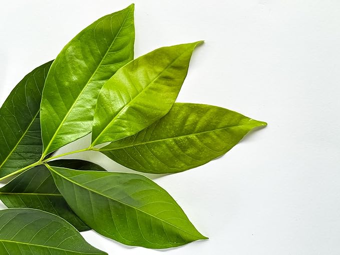 Bay Laurel Herb - Laurus nobilis - 4.33" Pot - Live Plant